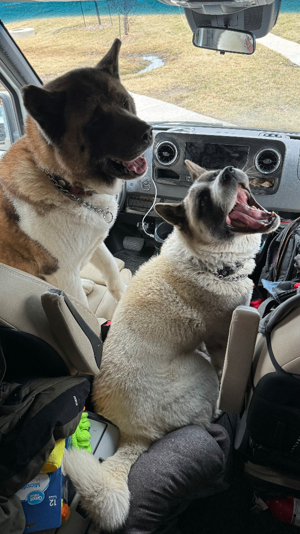 Bella, a Adoptable Akita in Toms River, NJ image 3/6