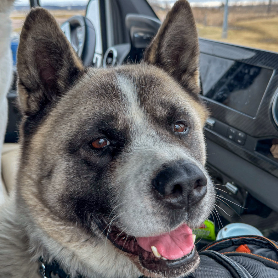 Bella, a Adoptable Akita in Toms River, NJ image 4/6