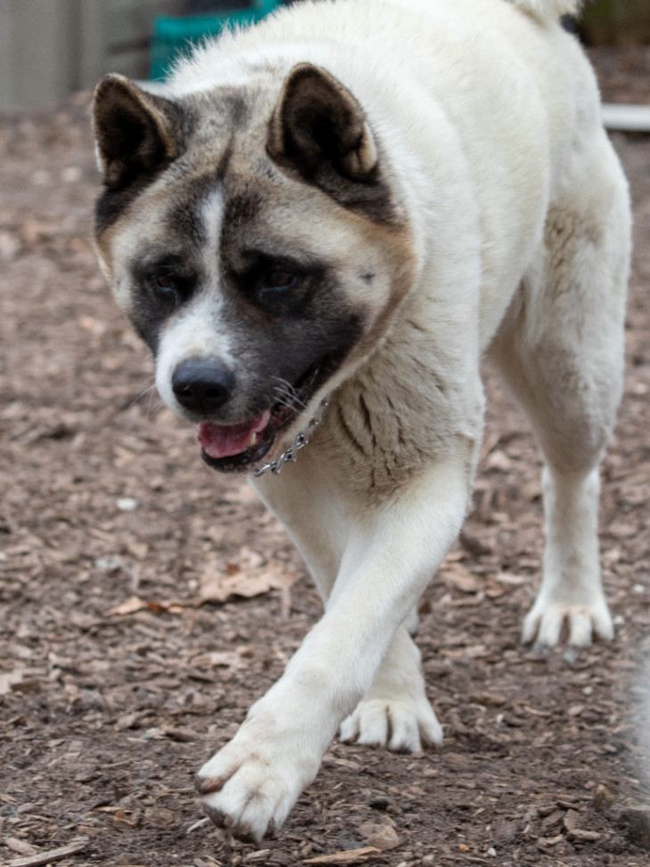 Bella, a Adoptable Akita in Toms River, NJ image 5/6