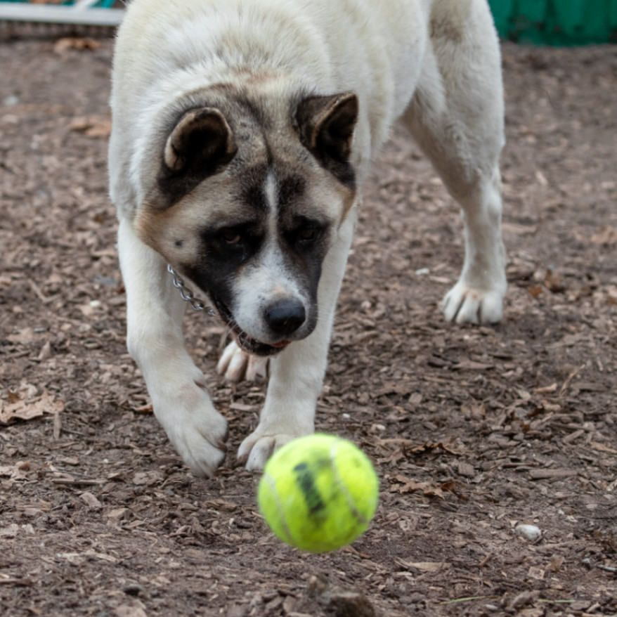 Bella, a Adoptable Akita in Toms River, NJ image 6/6