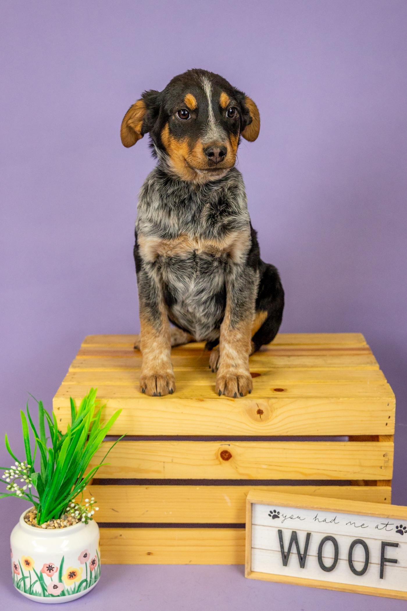 185-26, ADOPTABLE, Young Male Australian Cattle Dog / Blue Heeler.