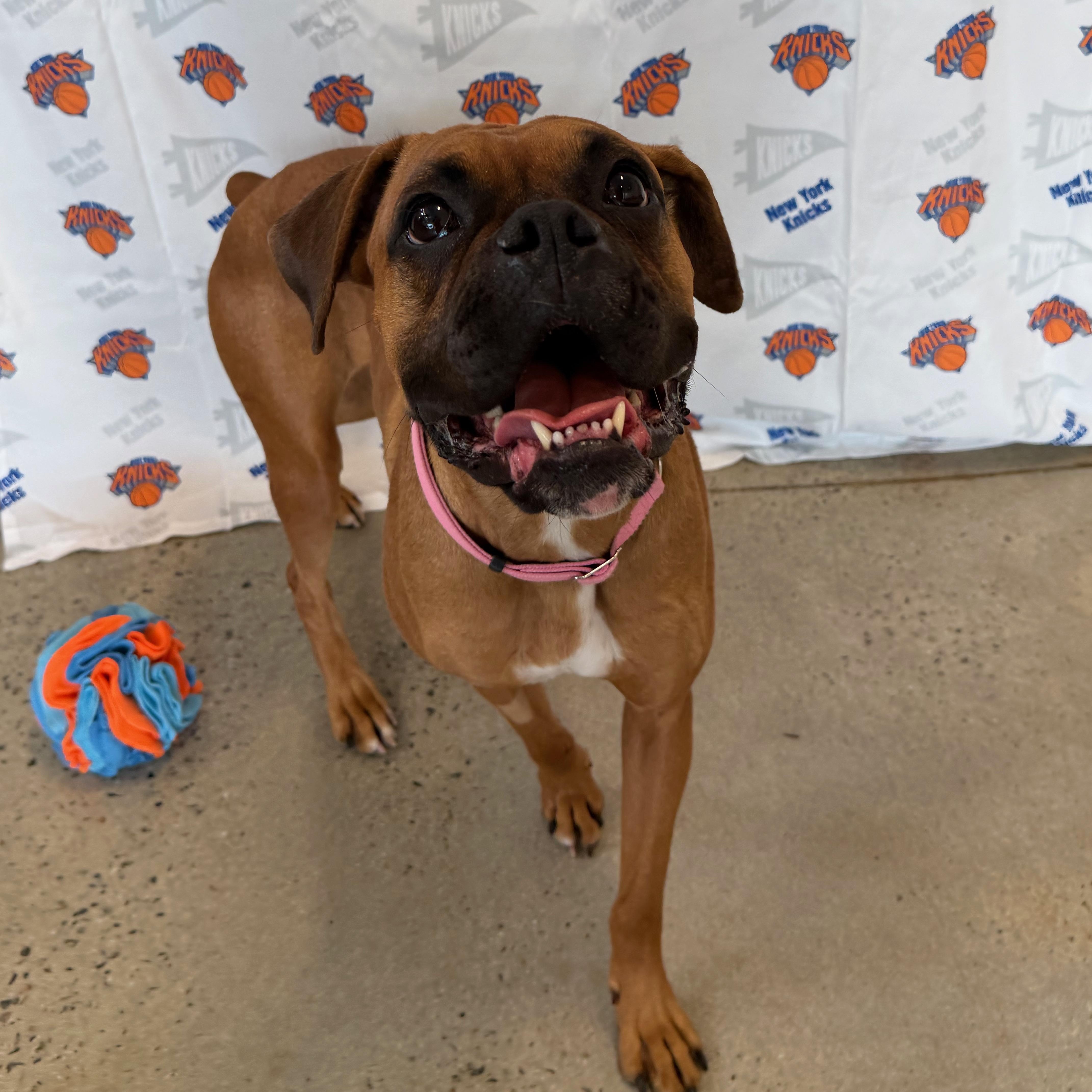 Emma, adopted, Adult Female Boxer.