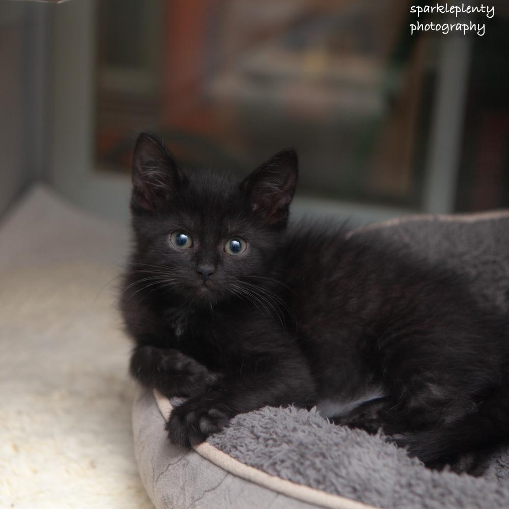 Vinny, an adopted Domestic Short Hair in Ridgefield, CT image 1/2