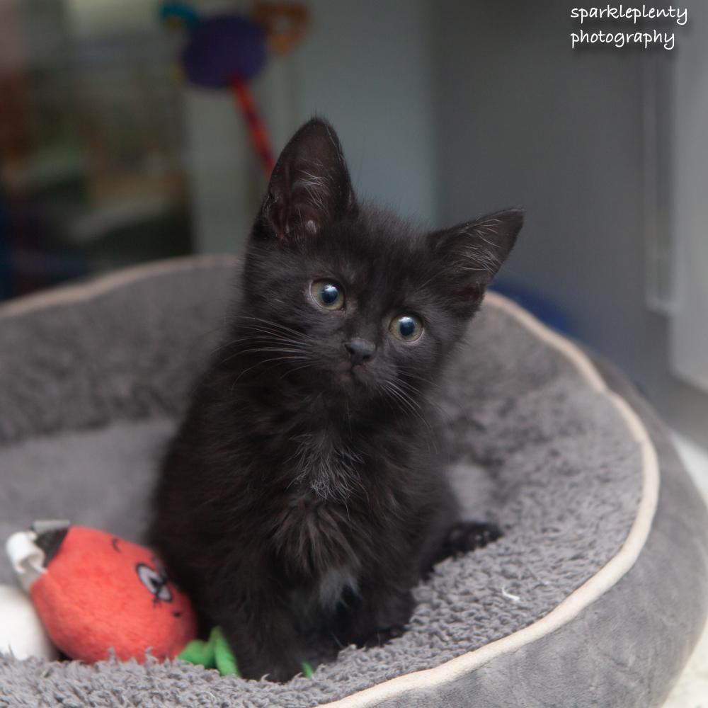 Vinny, an adopted Domestic Short Hair in Ridgefield, CT image 2/2