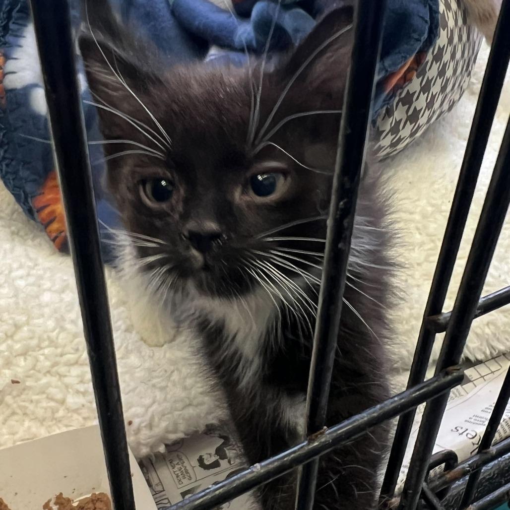Enlarge Ariel, a Adoptable Domestic Medium Hair in Oak Hill, WV image 1/1