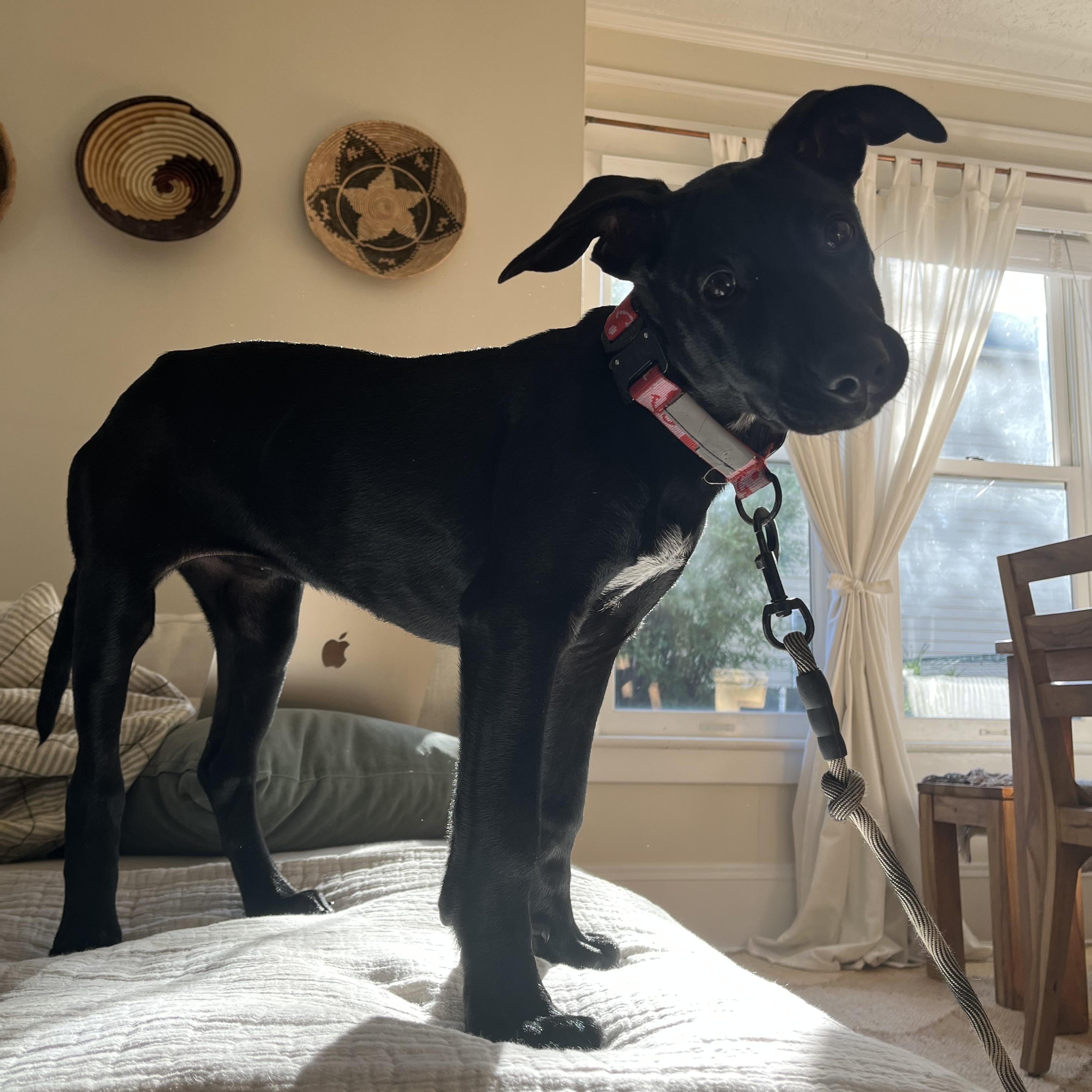 Penny, adopted, Puppy Female Labrador Retriever & Mixed Breed.