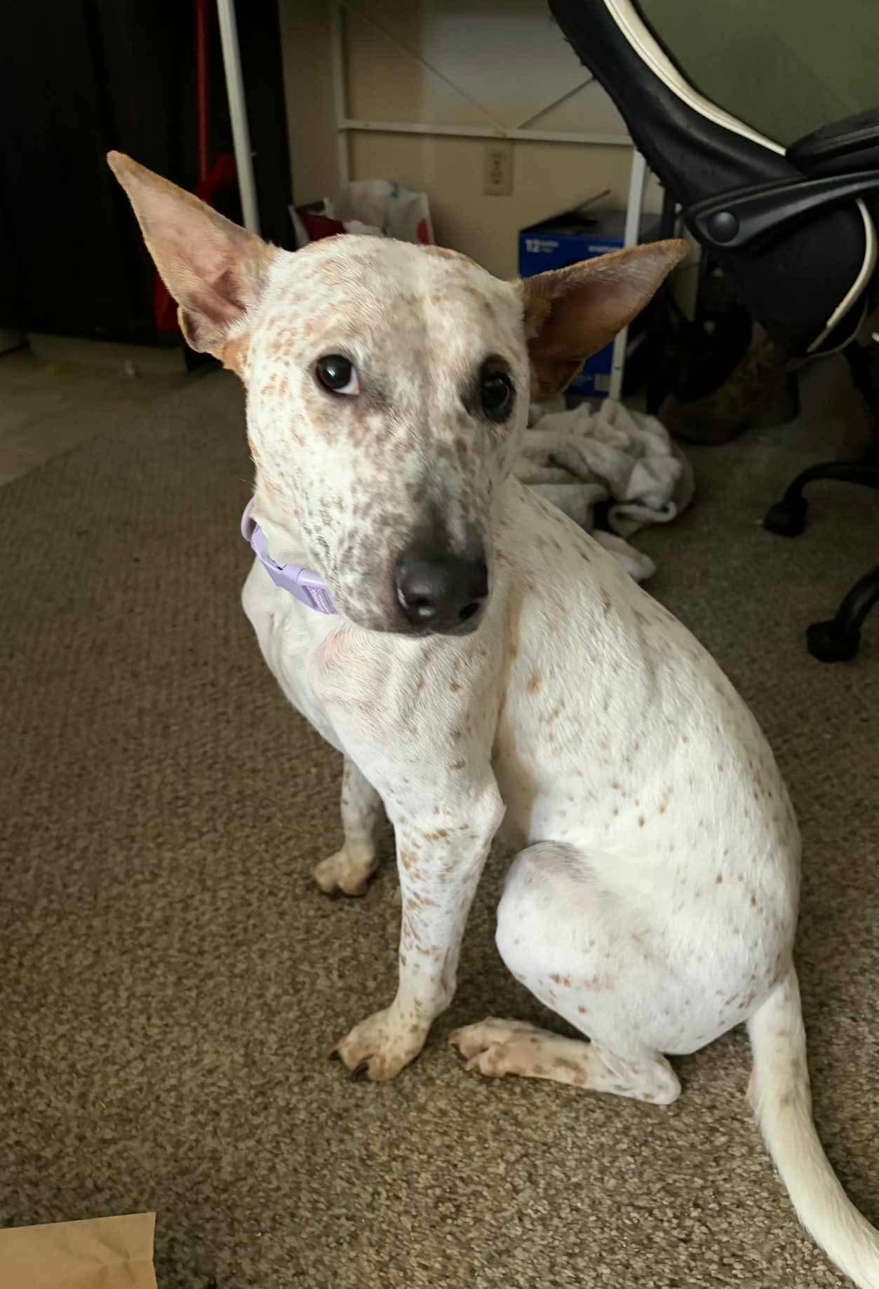 Enlarge Nola, an adopted mixed breed in Thornton, CO image 1/3