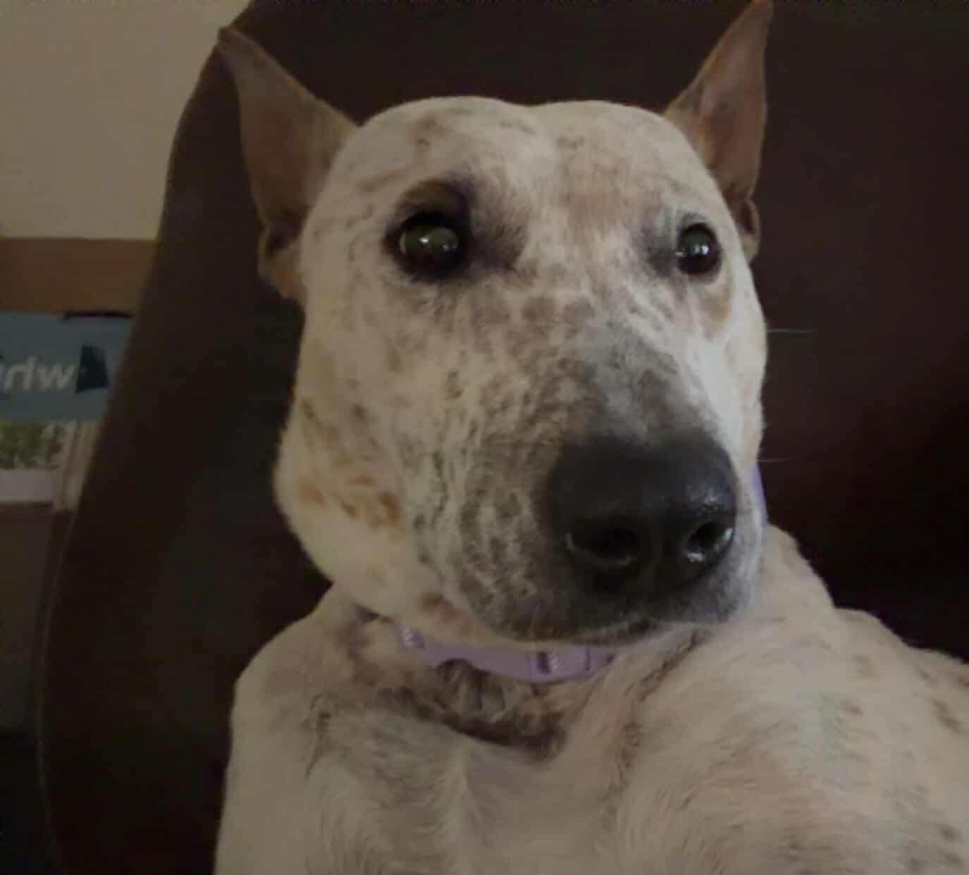 Enlarge Nola, an adopted mixed breed in Thornton, CO image 3/3