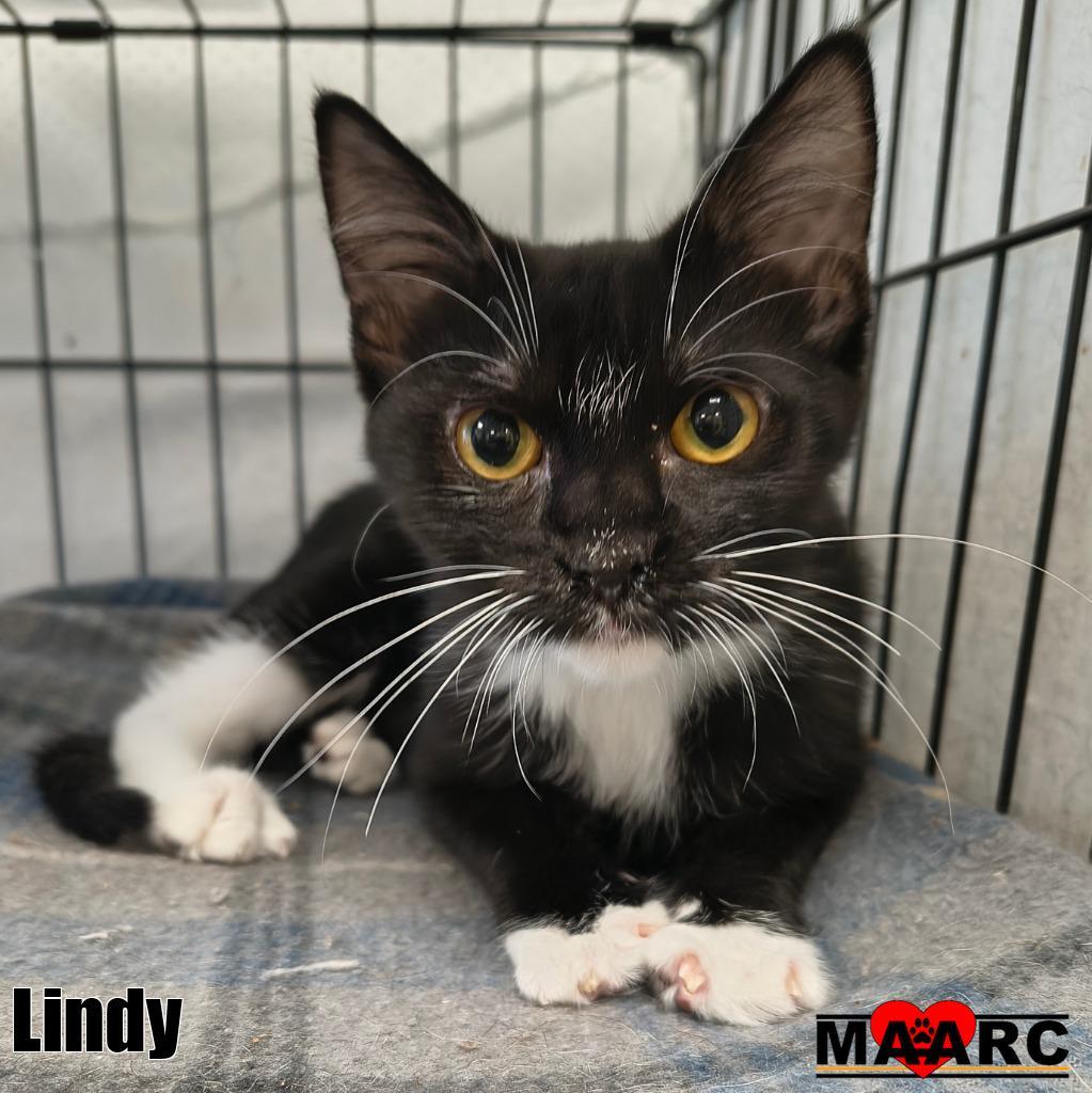 Lindy, Adoptable, Kitten Female Domestic Short Hair.