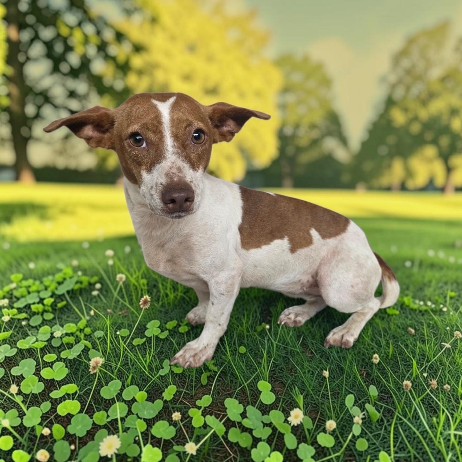 Enlarge Nina, a Adoptable mixed breed in Dallas, GA image 5/5