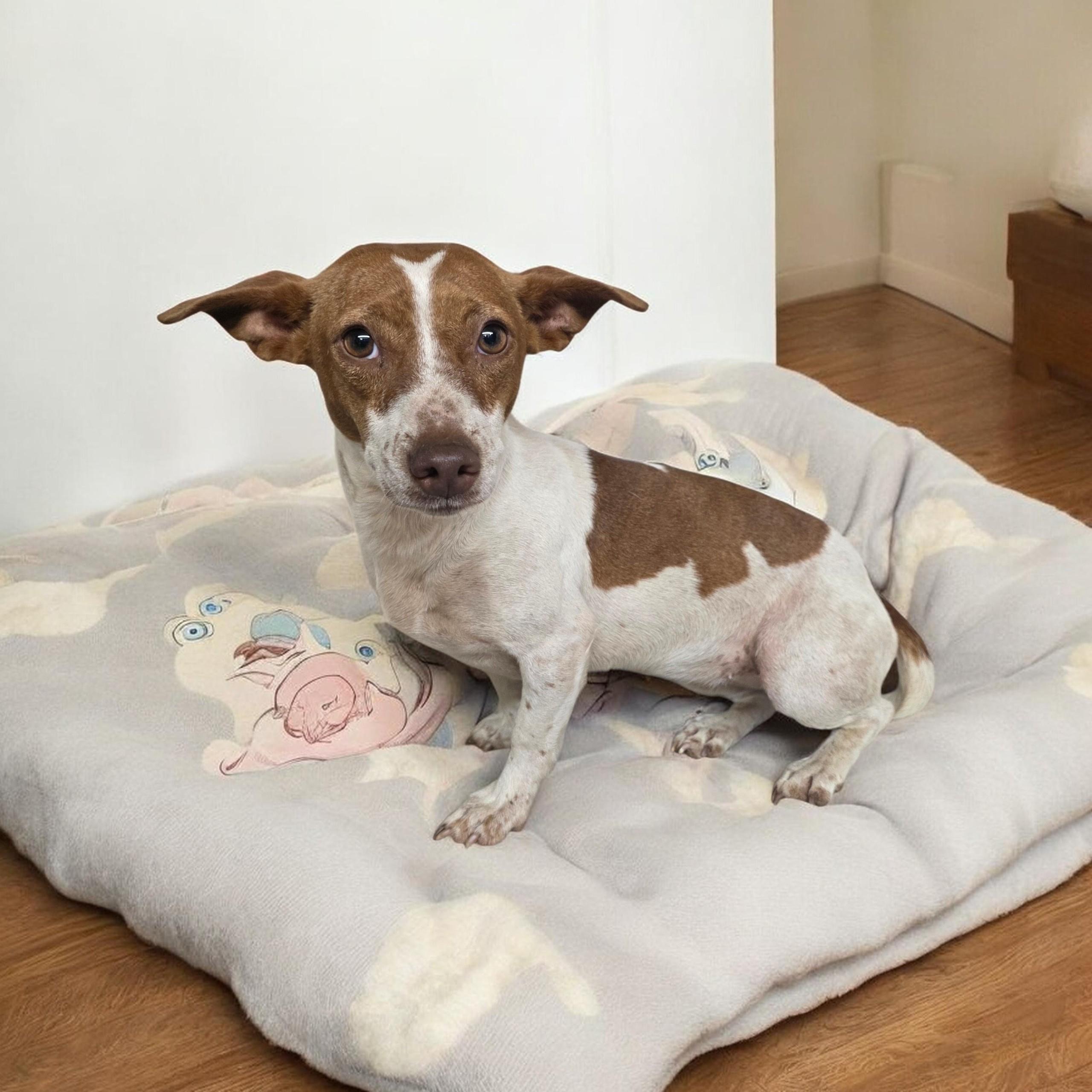 Nina, ADOPTABLE, Adult Male Jack Russell Terrier.
