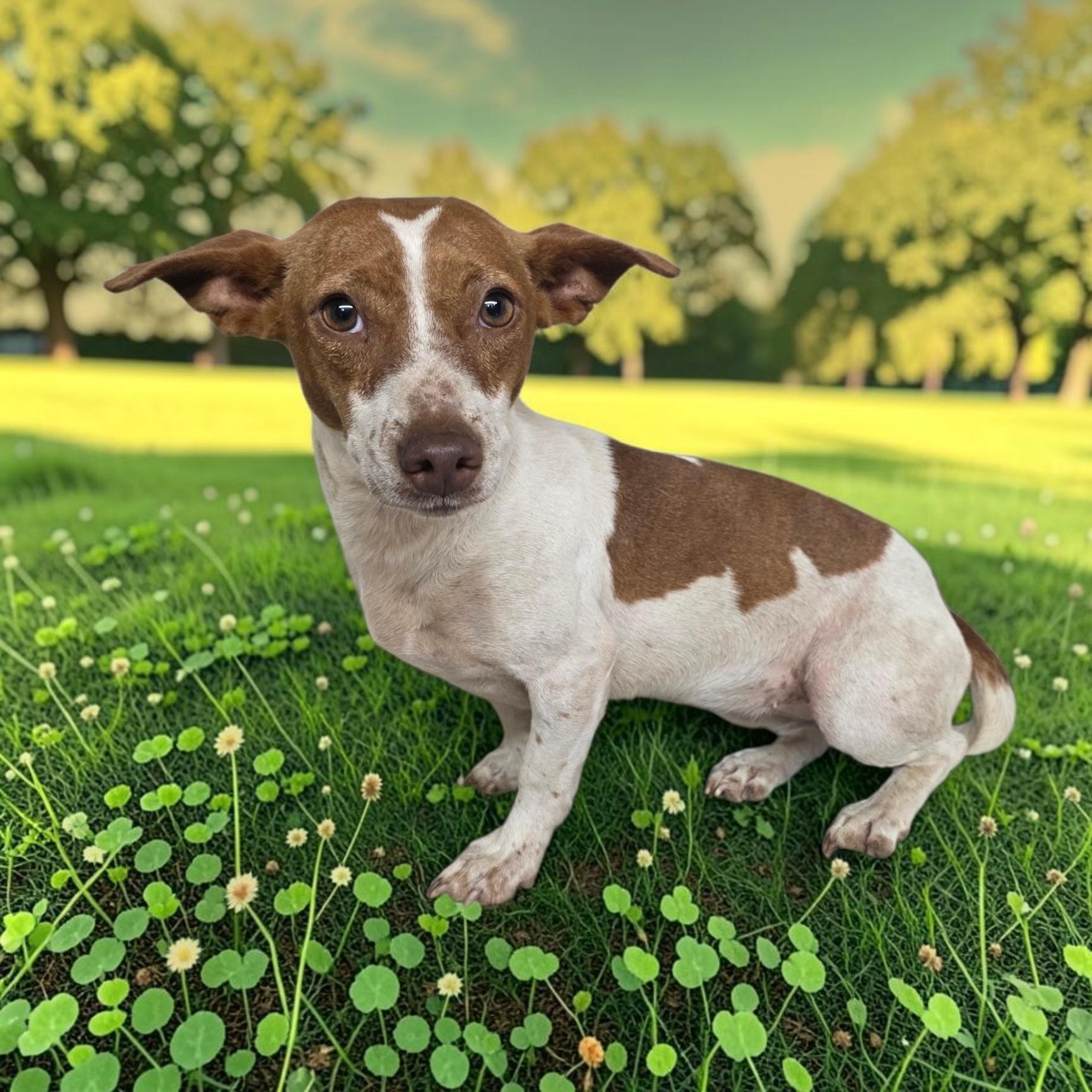 Nina, Adoptable, Adult Male Jack Russell Terrier.