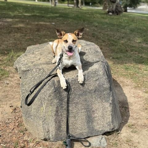 Boo, ADOPTABLE, Young Female Cattle Dog.