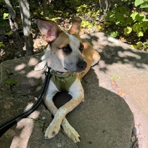 Enlarge Boo, a ADOPTABLE mixed breed in Manhasset, NY image 2/3