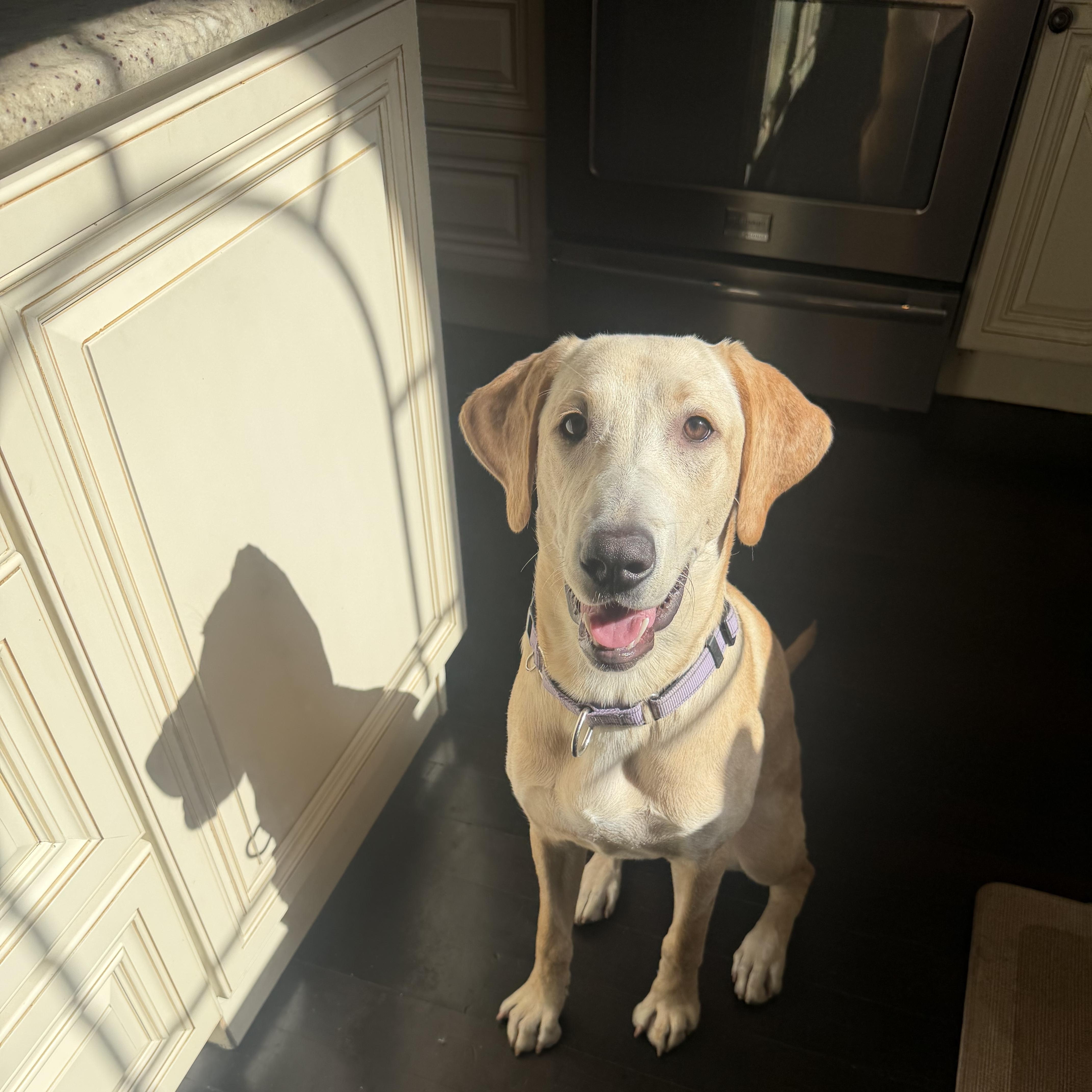 Sunni, Adoptable, Young Female Yellow Labrador Retriever.
