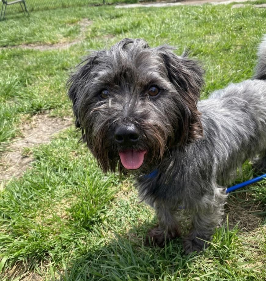 Enlarge Justin, an adopted mixed breed in Minooka, IL image 1/1