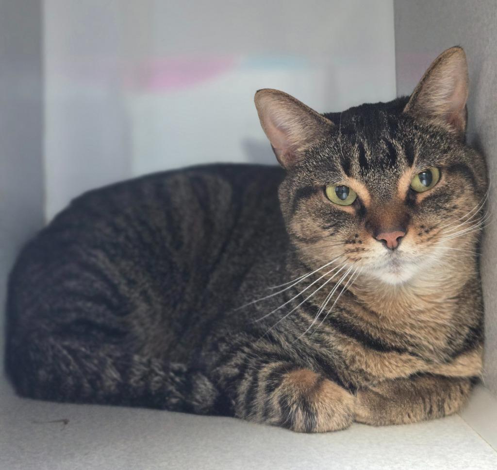 Chloe, Adoptable, Adult Male Domestic Short Hair.