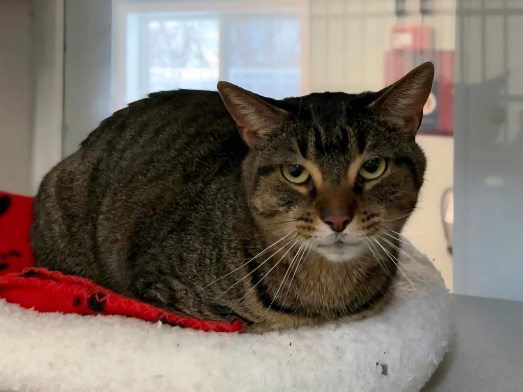 Enlarge Chloe, a Adoptable mixed breed in Viroqua, WI image 2/2