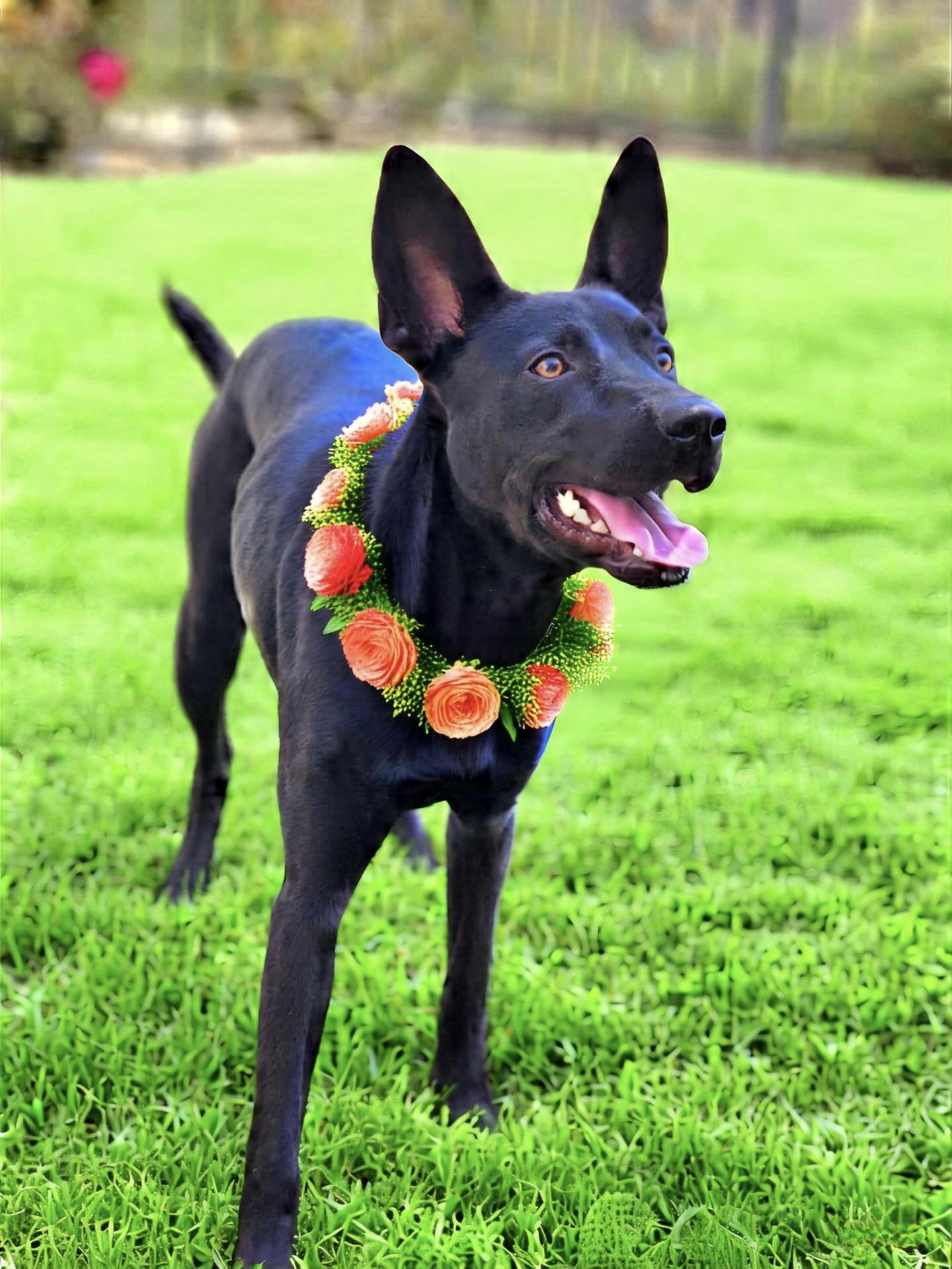 Lilah