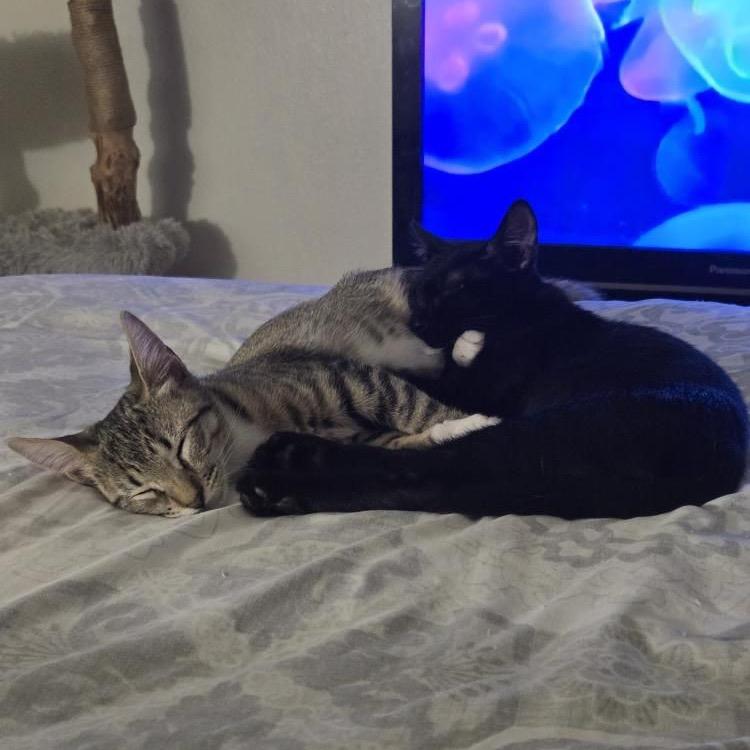 LUCY, Adoptable, Young Female Domestic Short Hair.