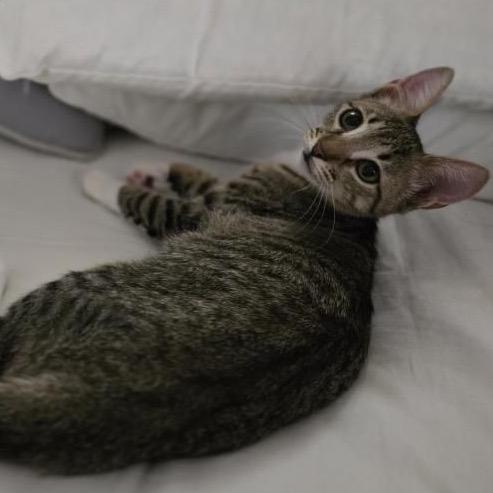 LUCY, a Adoptable Domestic Short Hair in San Antonio, TX image 2/4