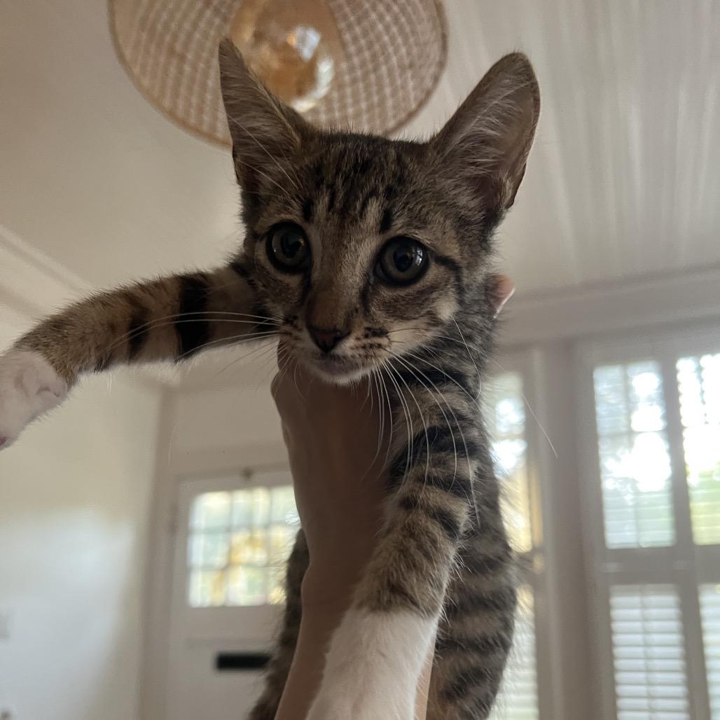 LUCY, a Adoptable Domestic Short Hair in San Antonio, TX image 3/4