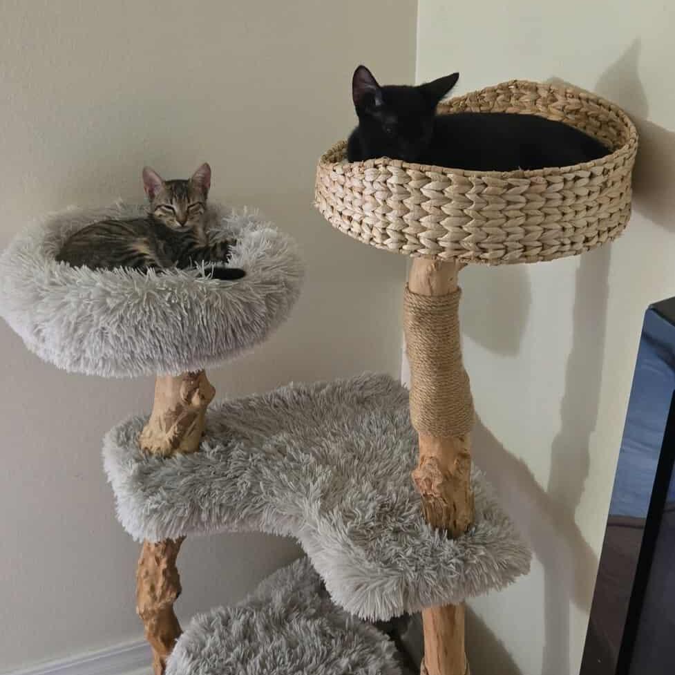 LUCY, a Adoptable Domestic Short Hair in San Antonio, TX image 4/4