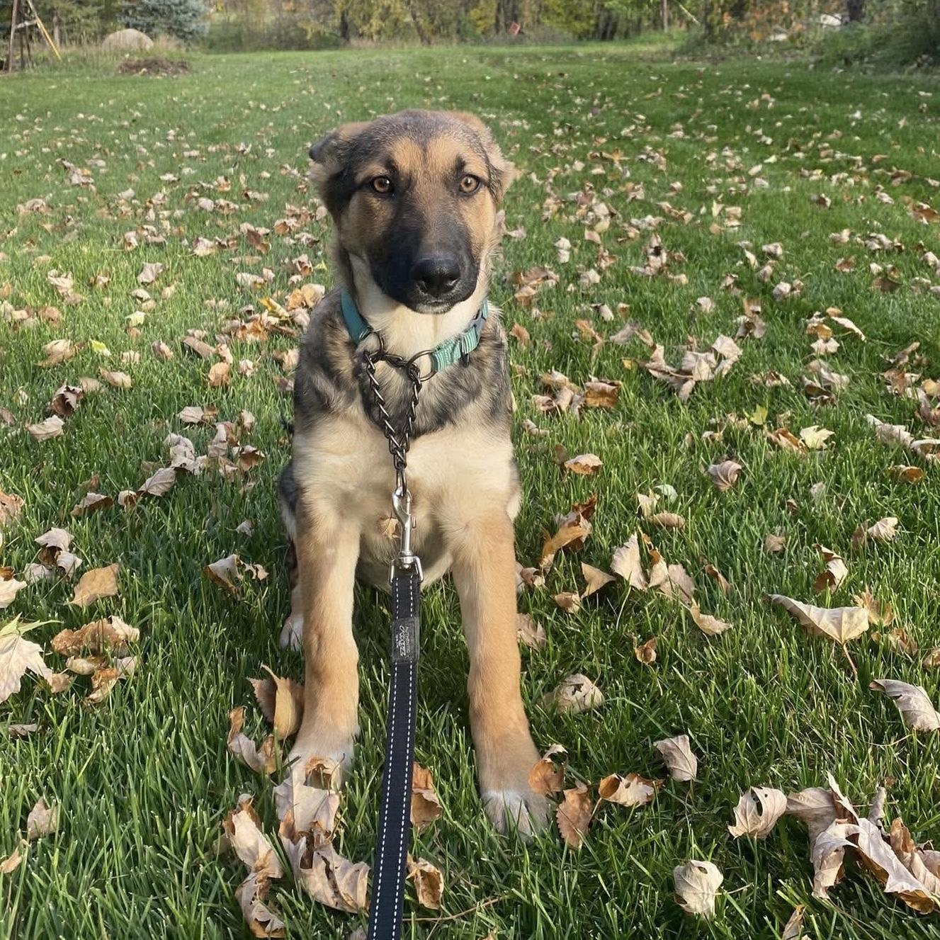 Enlarge Lily, a Adoptable mixed breed in Winnipeg, MB image 3/3