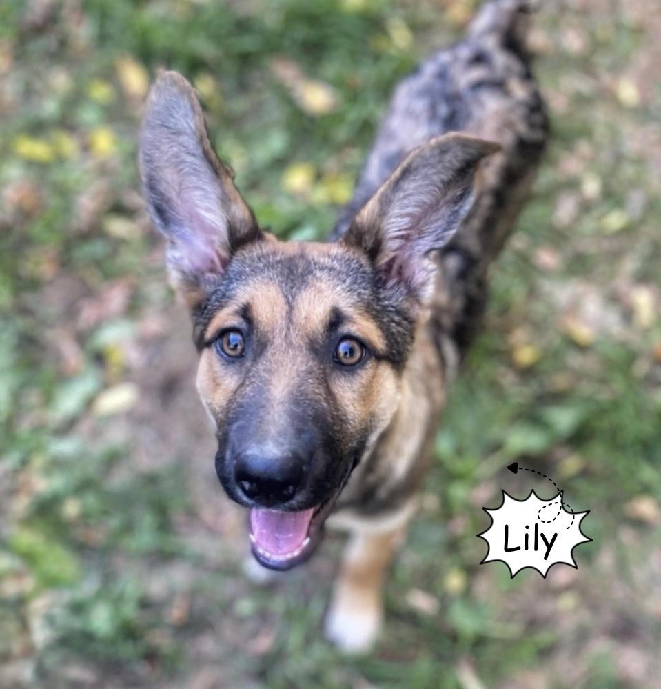 Enlarge Lily, a Adoptable mixed breed in Winnipeg, MB image 1/3