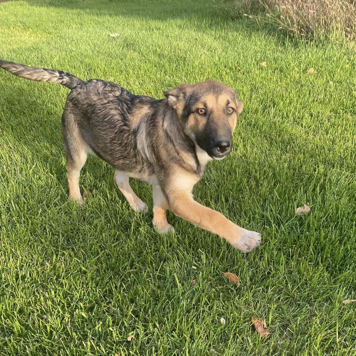 Enlarge Lily, a Adoptable mixed breed in Winnipeg, MB image 2/3