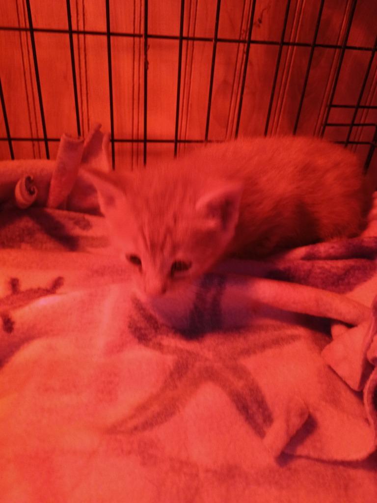 Enlarge Pumpkin, a Adopted mixed breed in LIberty, NY image 1/1