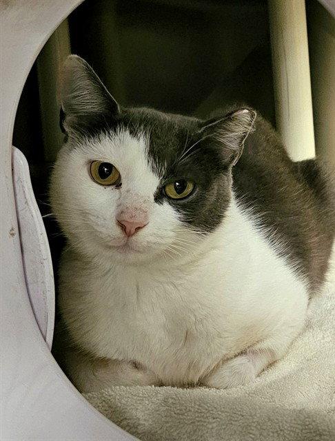 Enlarge SALSA, a Adoptable Domestic Medium Hair in Clyde, NC image 1/1