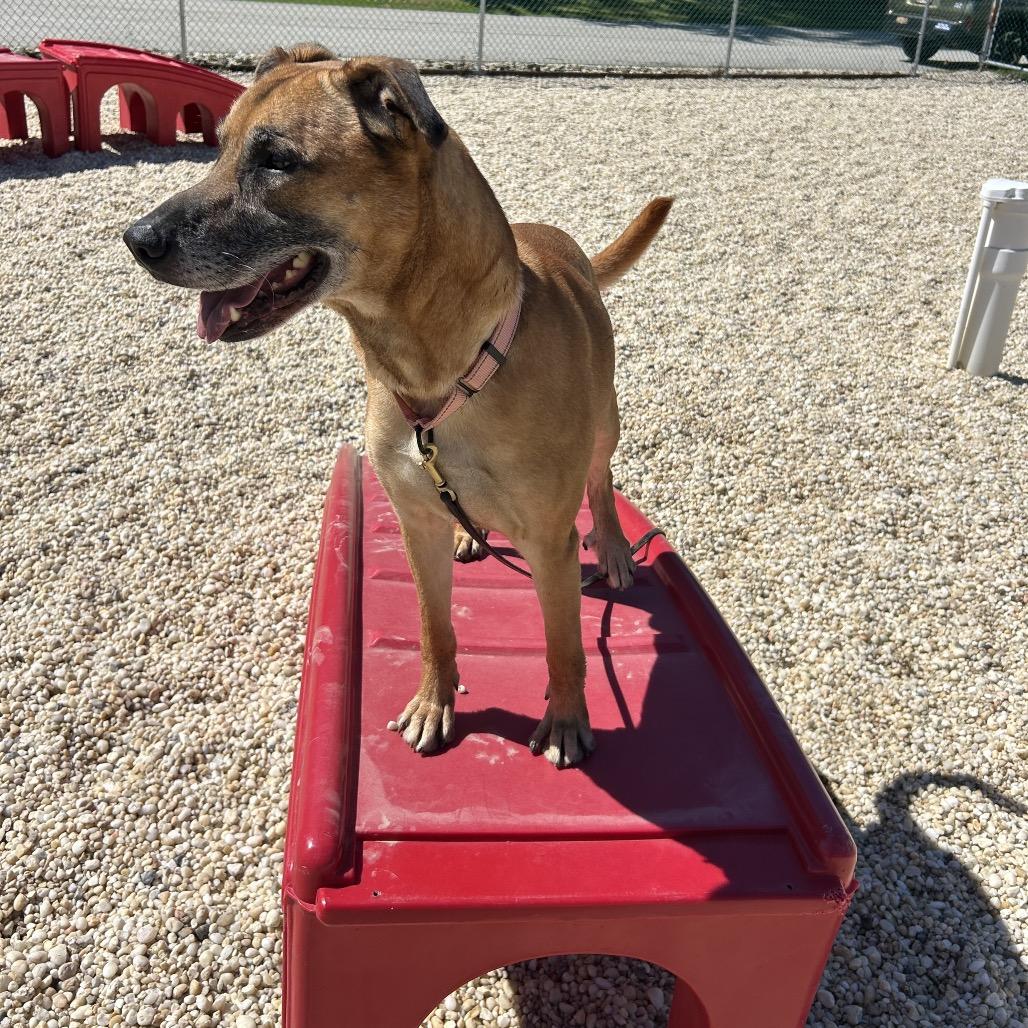 Alfred, Adoptable, Adult Male Shepherd & Mixed Breed.