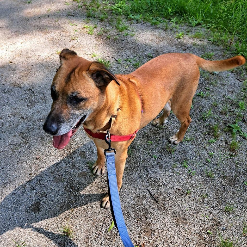 Enlarge Alfred, a Adoptable mixed breed in Novelty, OH image 2/6