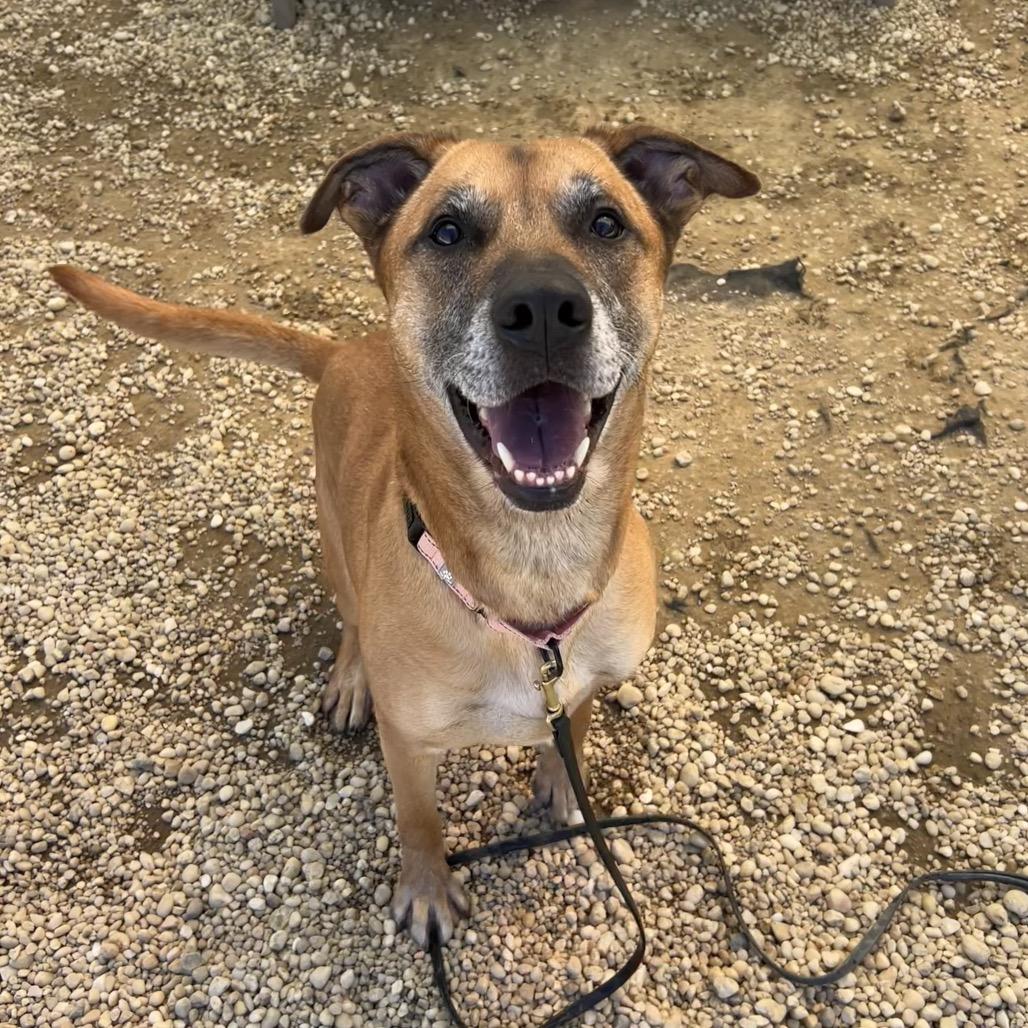 Alfred, a Adoptable mixed breed in Novelty, OH image 2/4