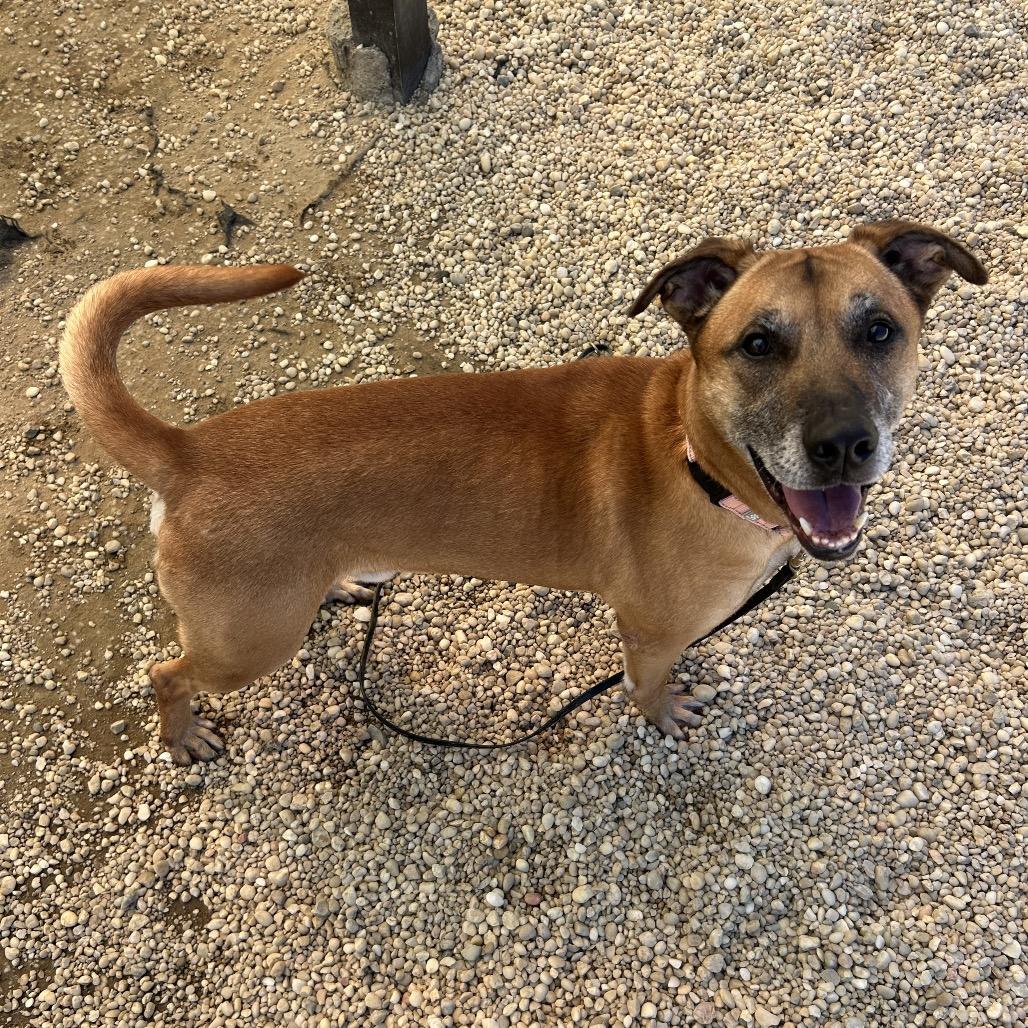 Alfred, a Adoptable mixed breed in Novelty, OH image 3/4