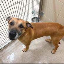 Alfred, a Adoptable mixed breed in Novelty, OH image 4/4