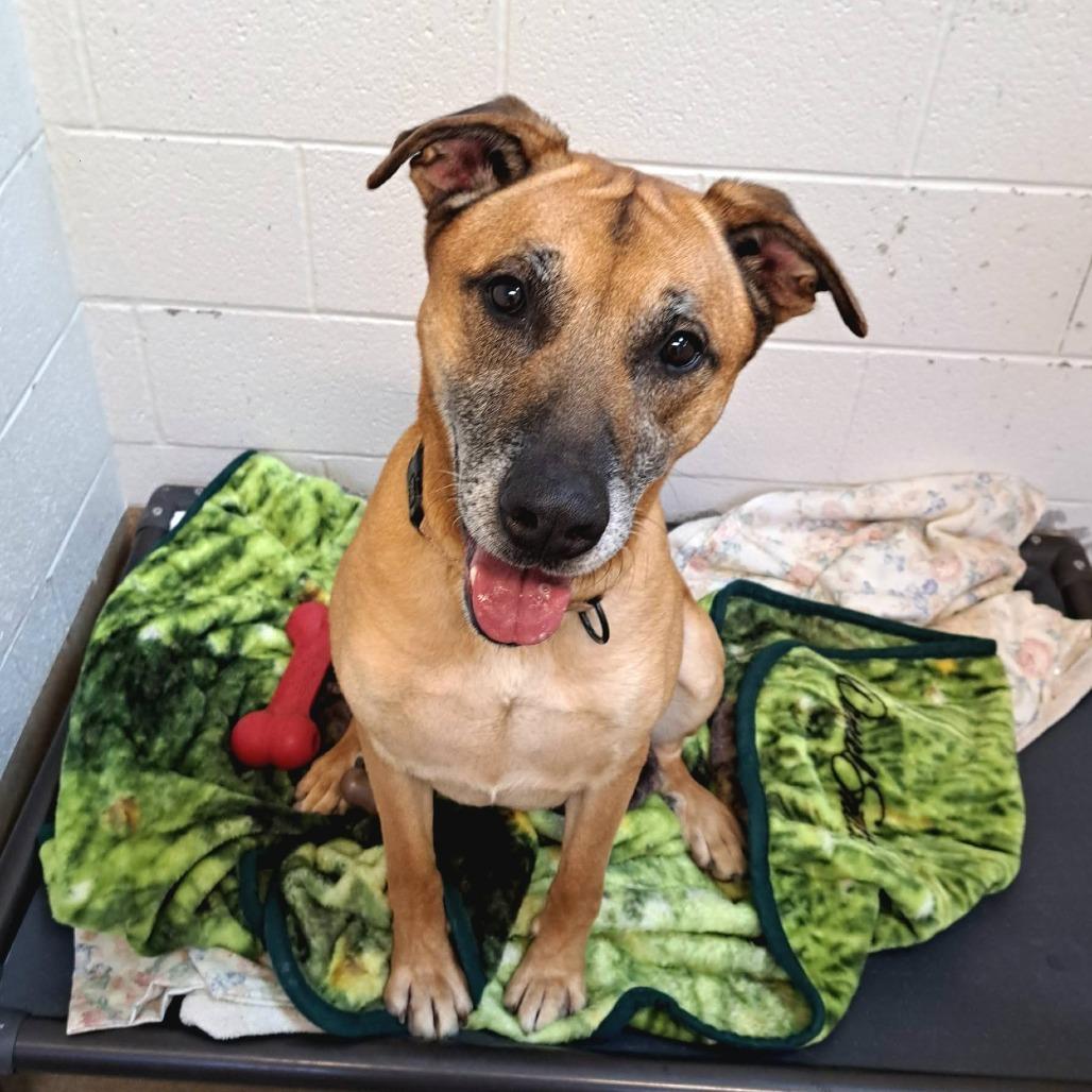 Enlarge Alfred, a Adoptable mixed breed in Novelty, OH image 6/6