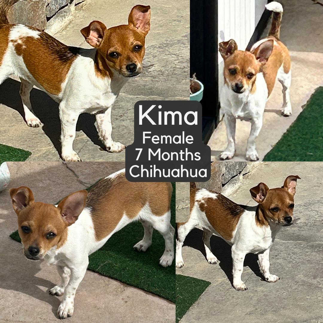 Enlarge Kima, a ADOPTABLE Chihuahua in Lake Hughes, CA image 1/1
