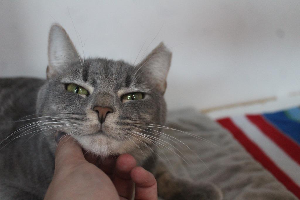Enlarge Val, a Adoptable Domestic Short Hair in Chestertown, MD image 1/4