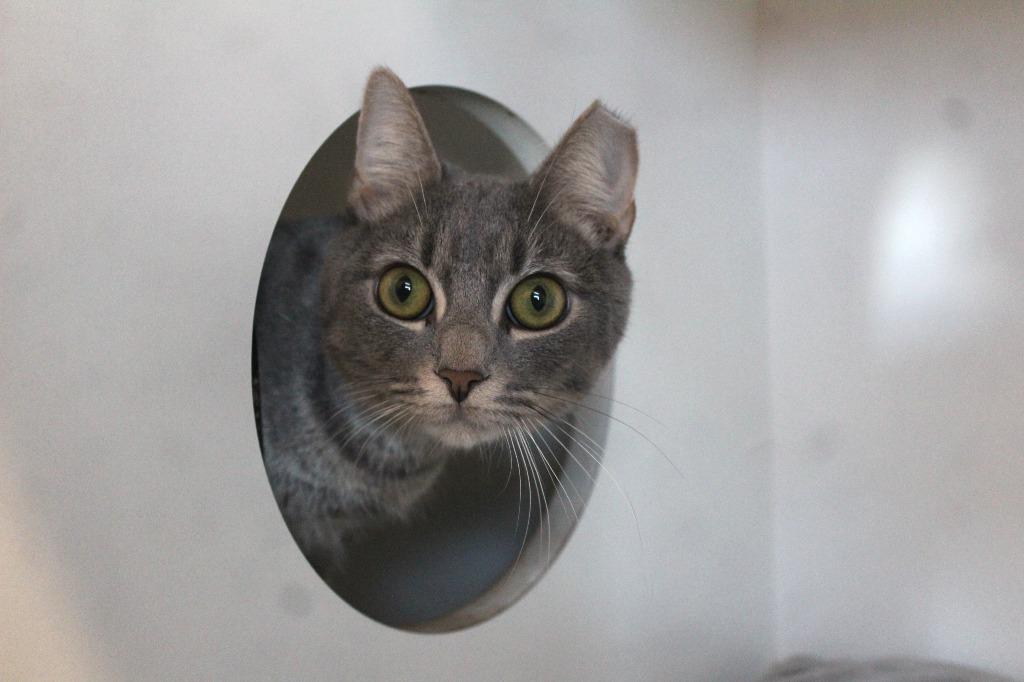 Enlarge Val, a Adoptable Domestic Short Hair in Chestertown, MD image 3/4
