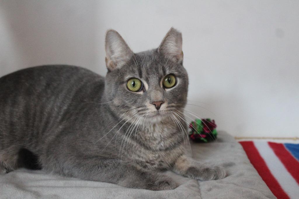 Enlarge Val, a Adoptable Domestic Short Hair in Chestertown, MD image 4/4
