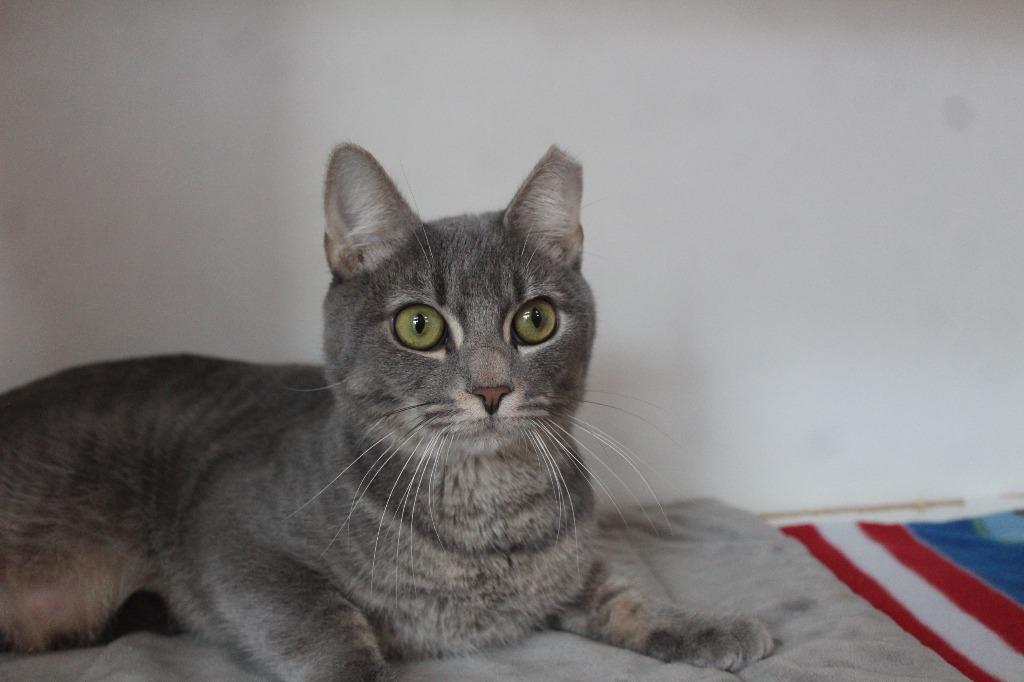 Enlarge Val, a Adoptable Domestic Short Hair in Chestertown, MD image 2/4