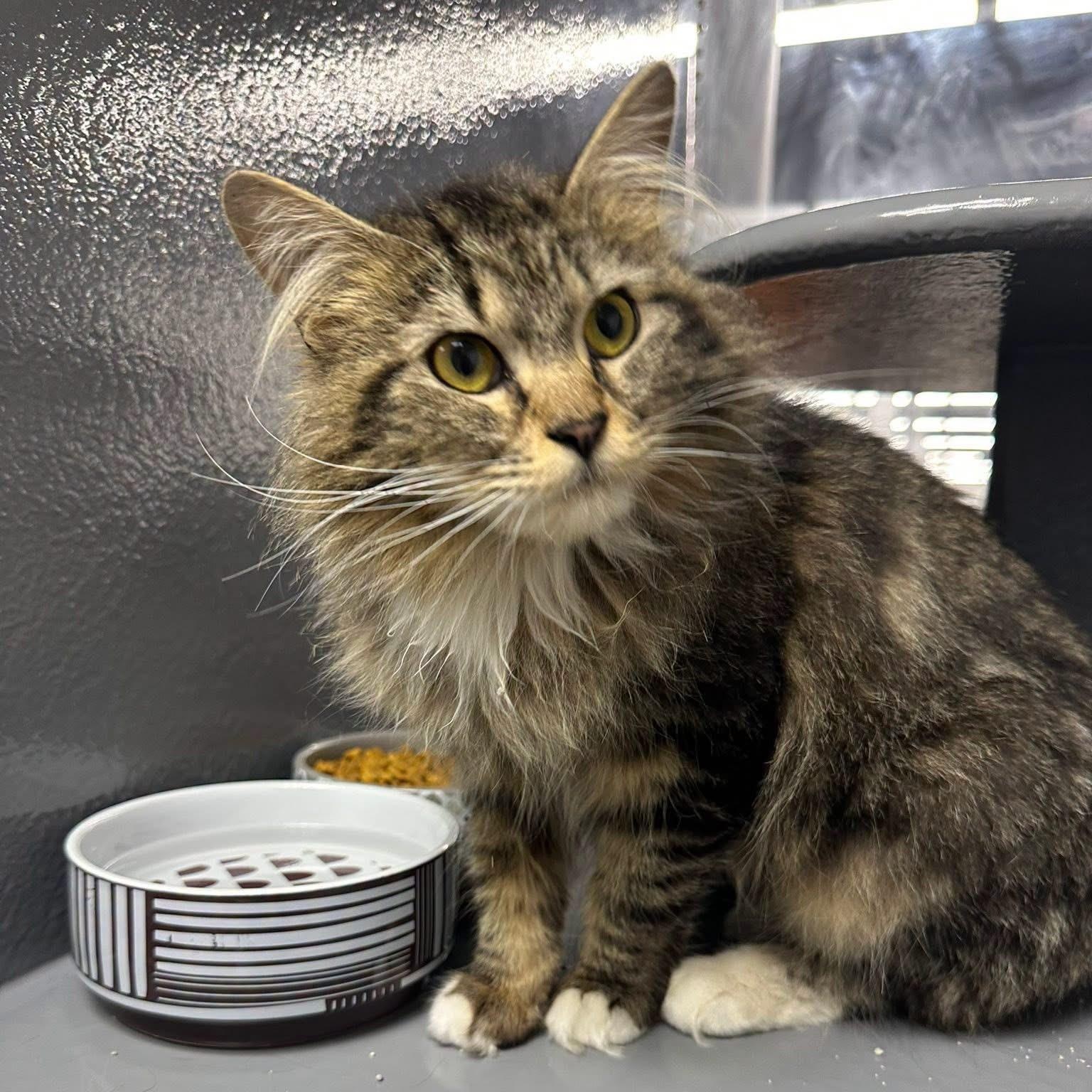 Enlarge Mandy, an adopted Domestic Long Hair in Bourne, MA image 2/3