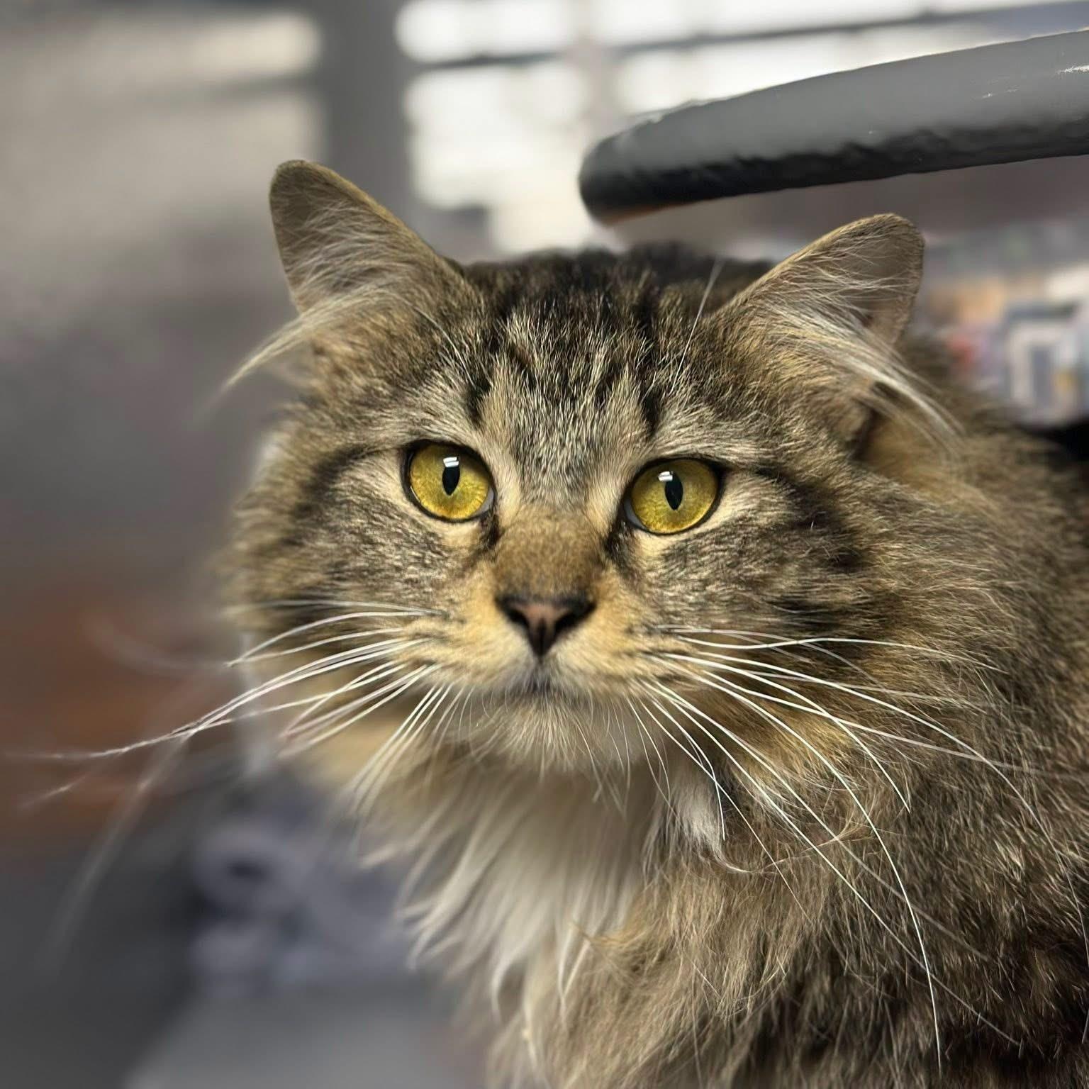Enlarge Mandy, an adopted Domestic Long Hair in Bourne, MA image 3/3