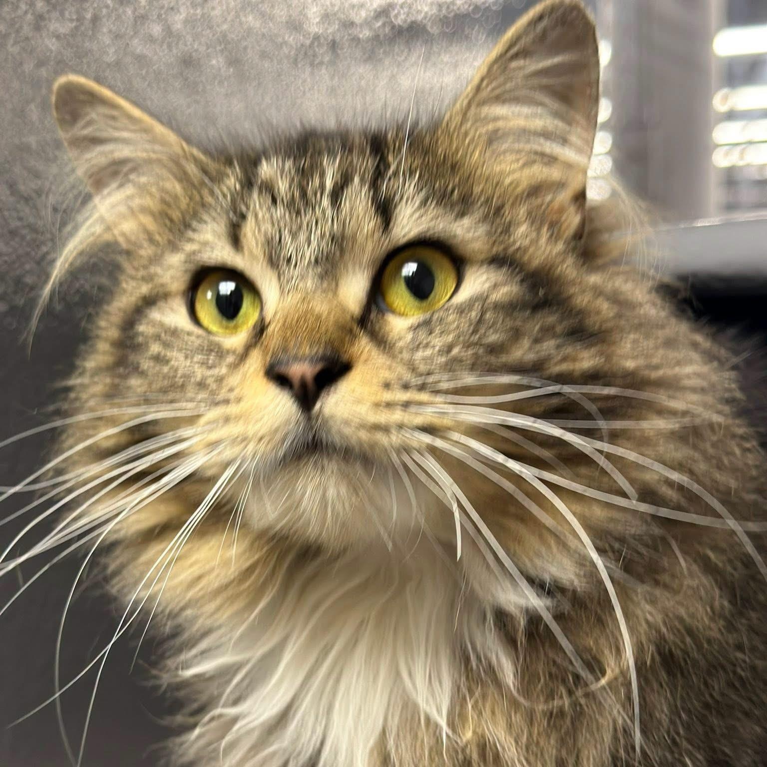 Mandy, adopted, Adult Female Domestic Long Hair.