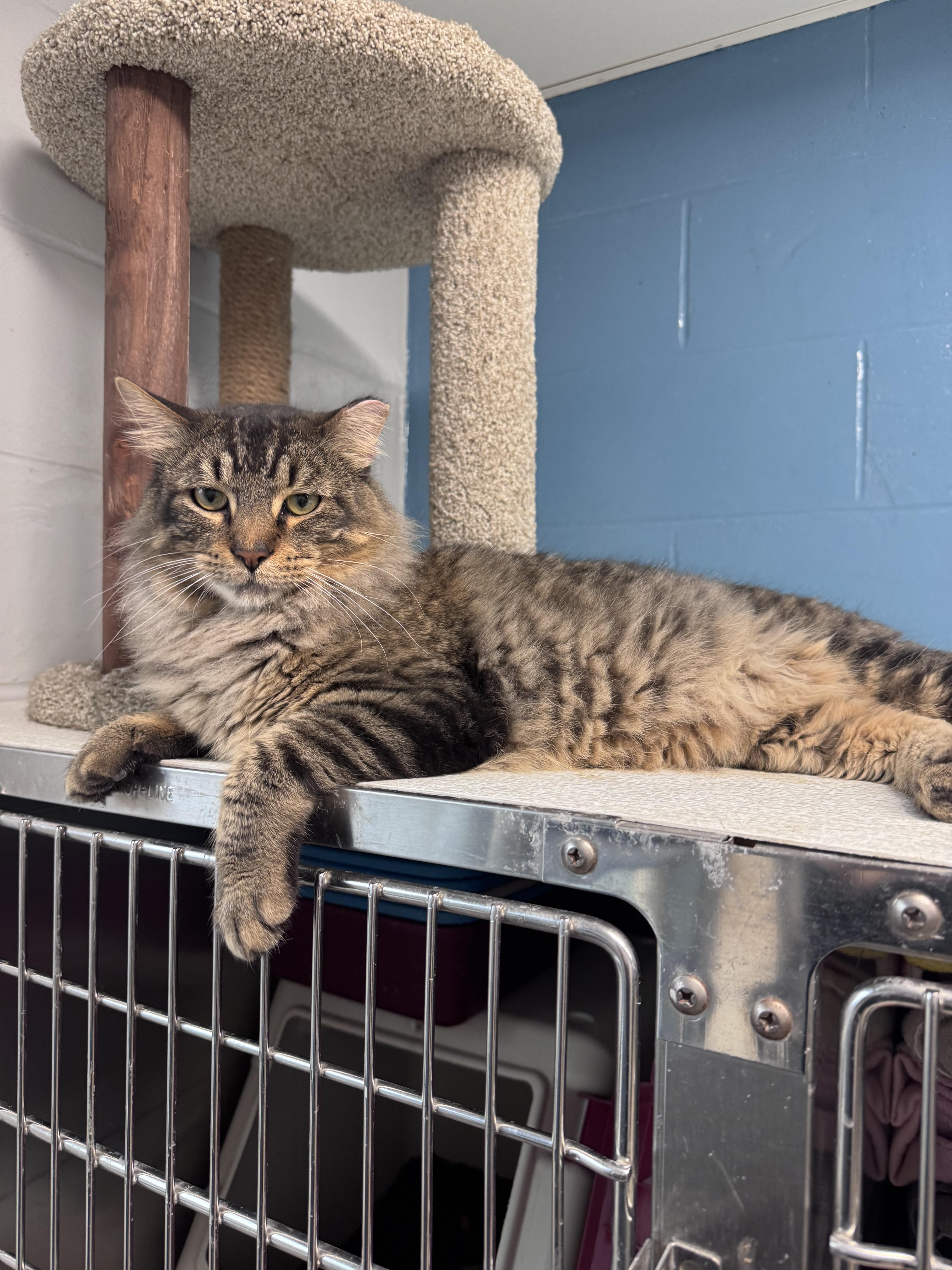 Perciatelli, Adoptable, Adult Male Domestic Medium Hair.