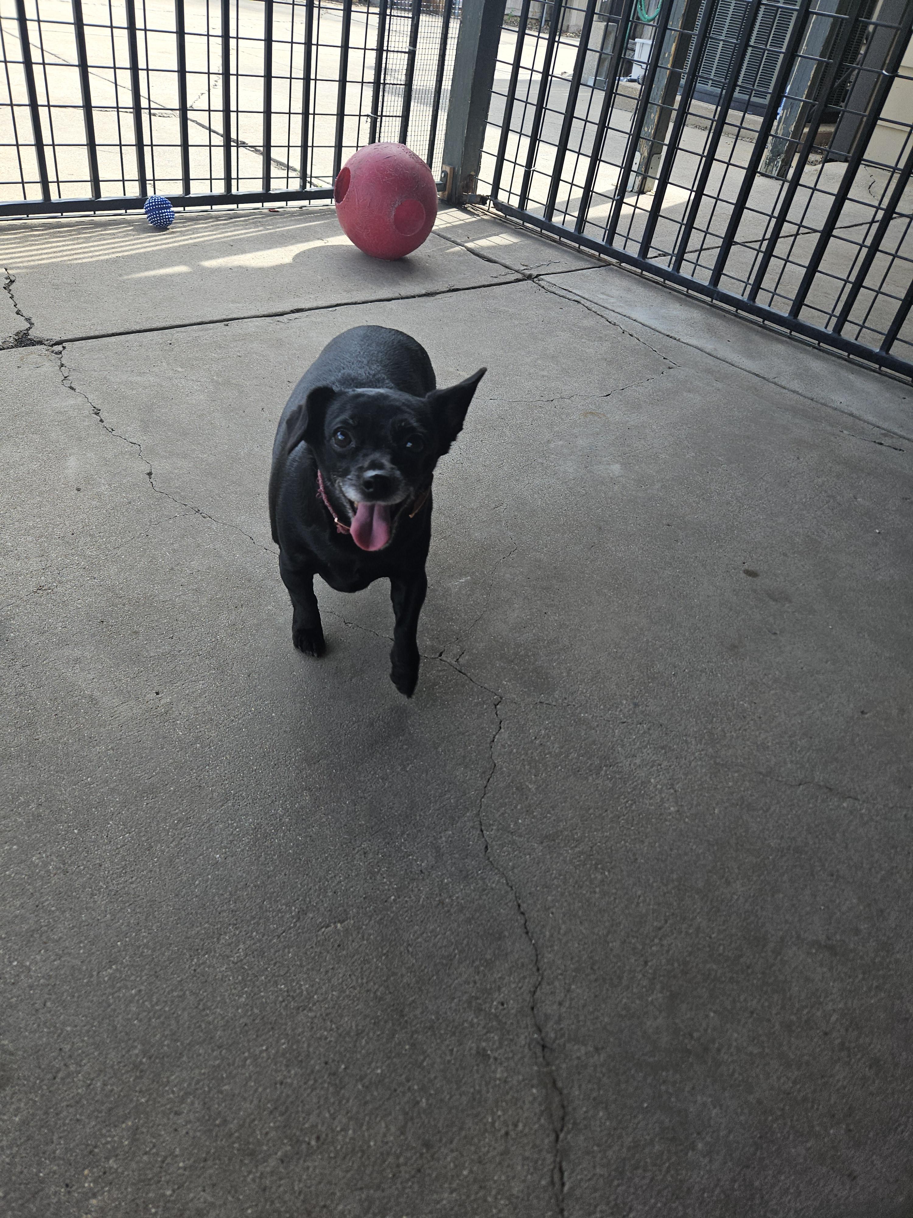 Melly, an adoptable Chihuahua in Plano, TX image 3/5