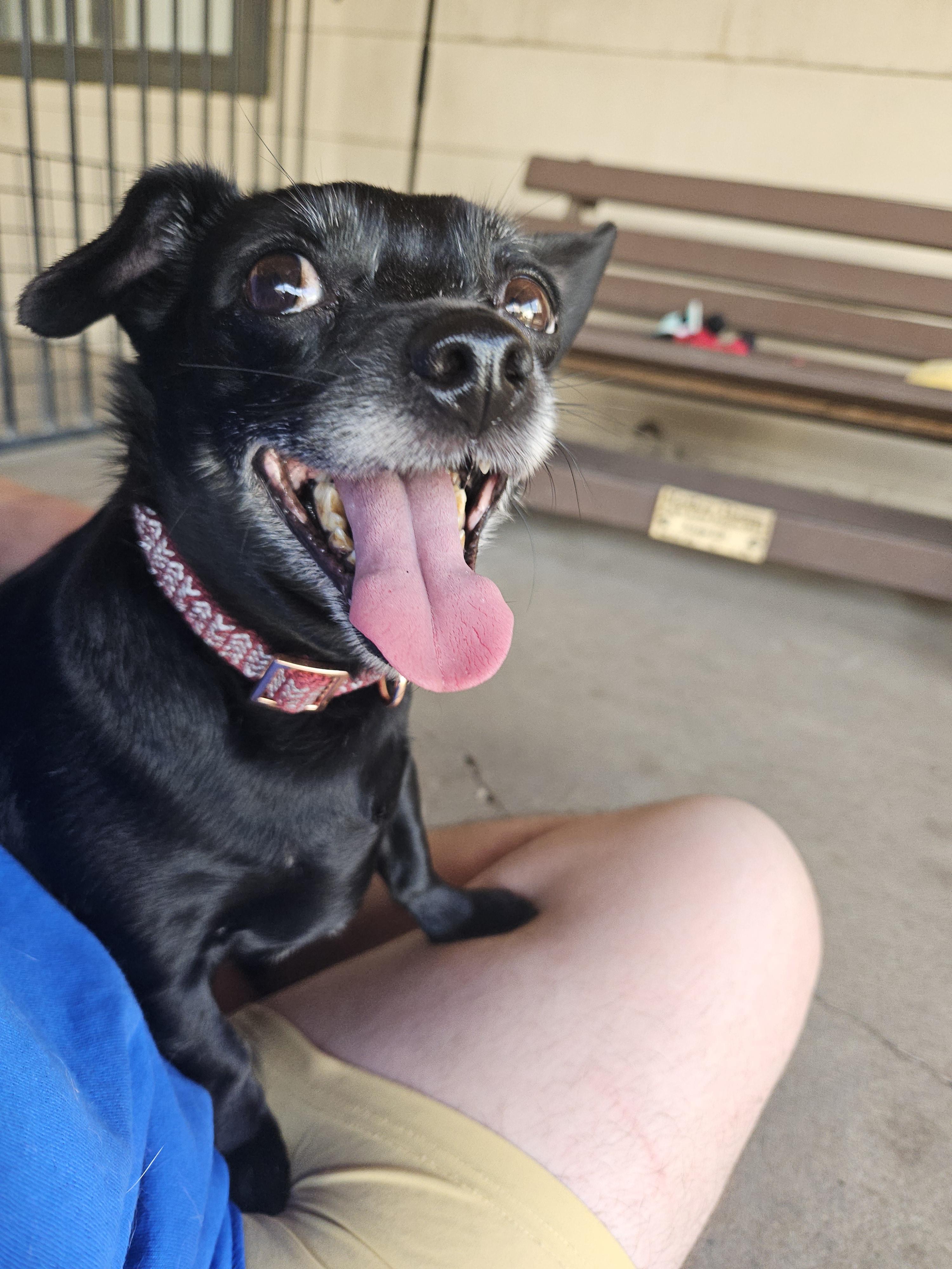 Melly, an adoptable Chihuahua in Plano, TX image 4/5
