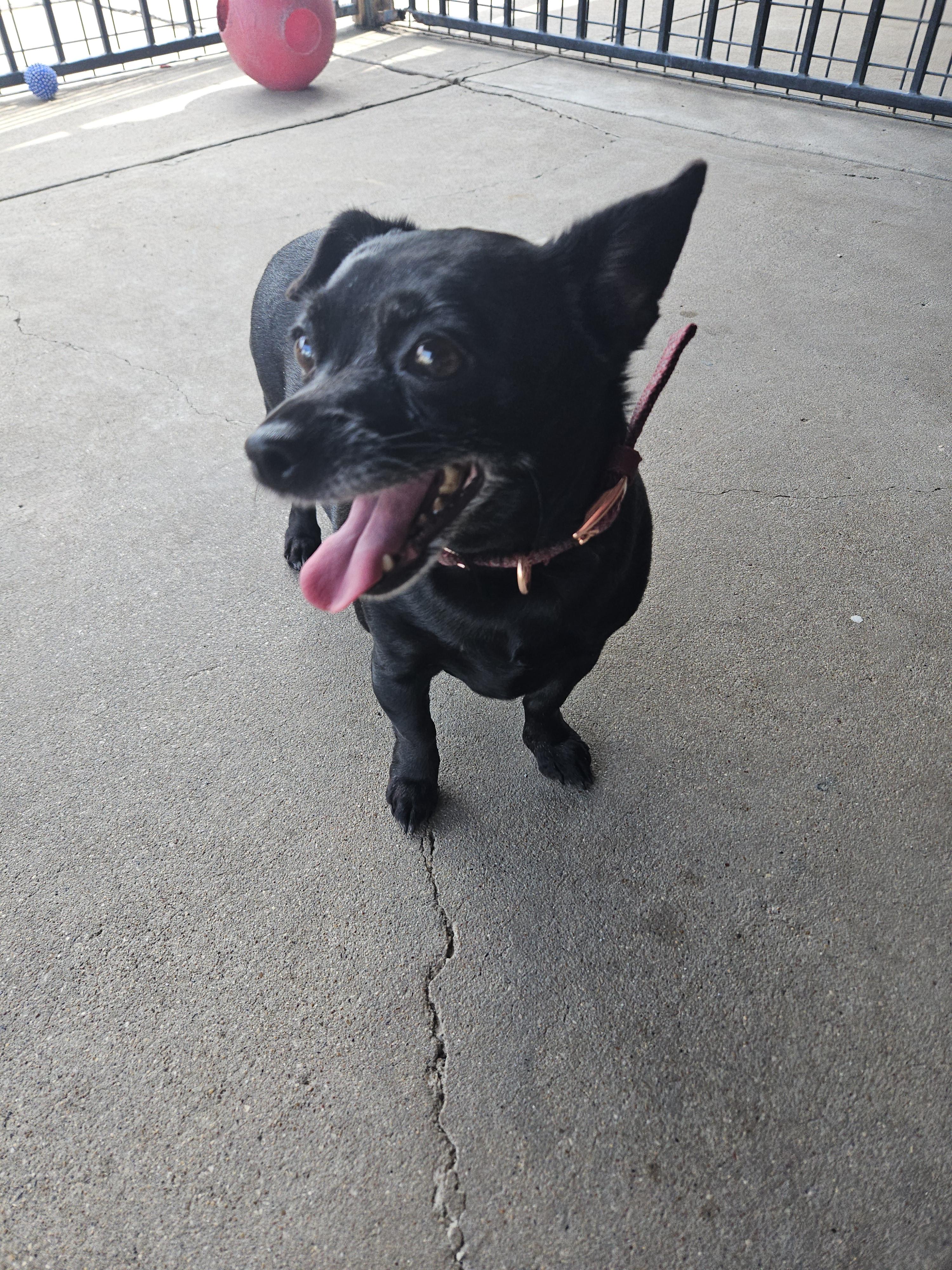 Melly, an adoptable Chihuahua in Plano, TX image 2/5